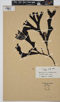 Fucus distichus image