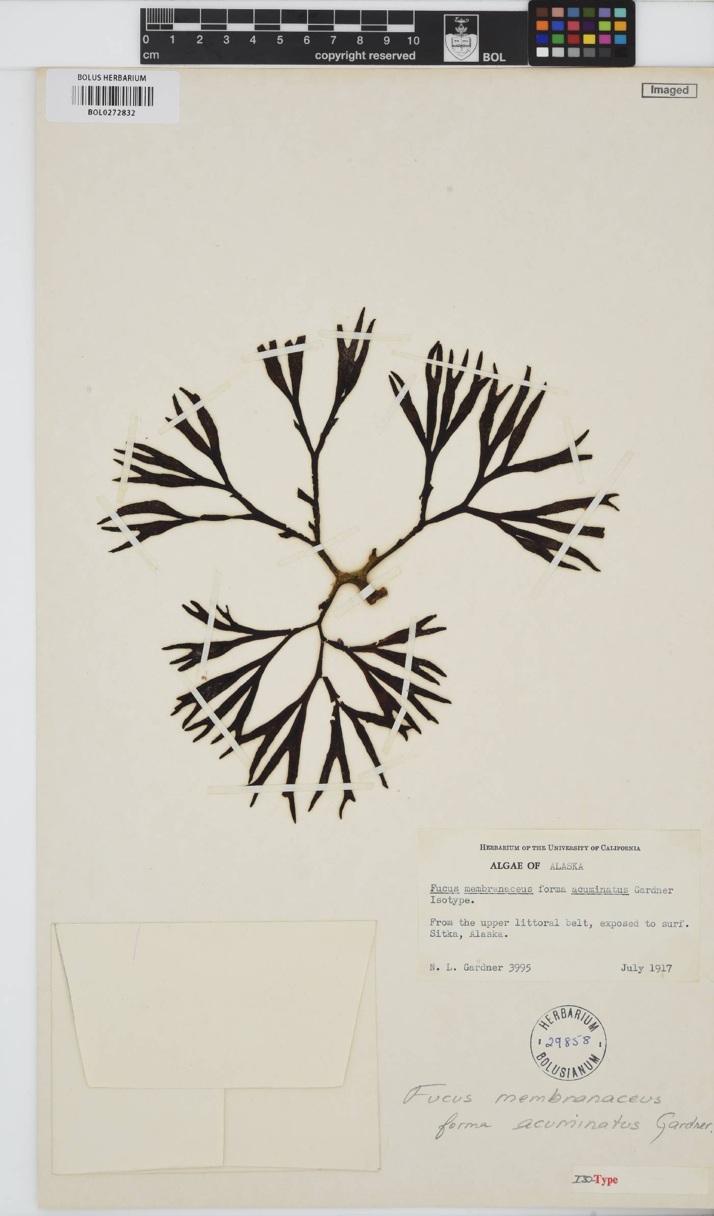 Fucus membranaceus image