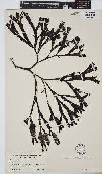 Fucus distichus image
