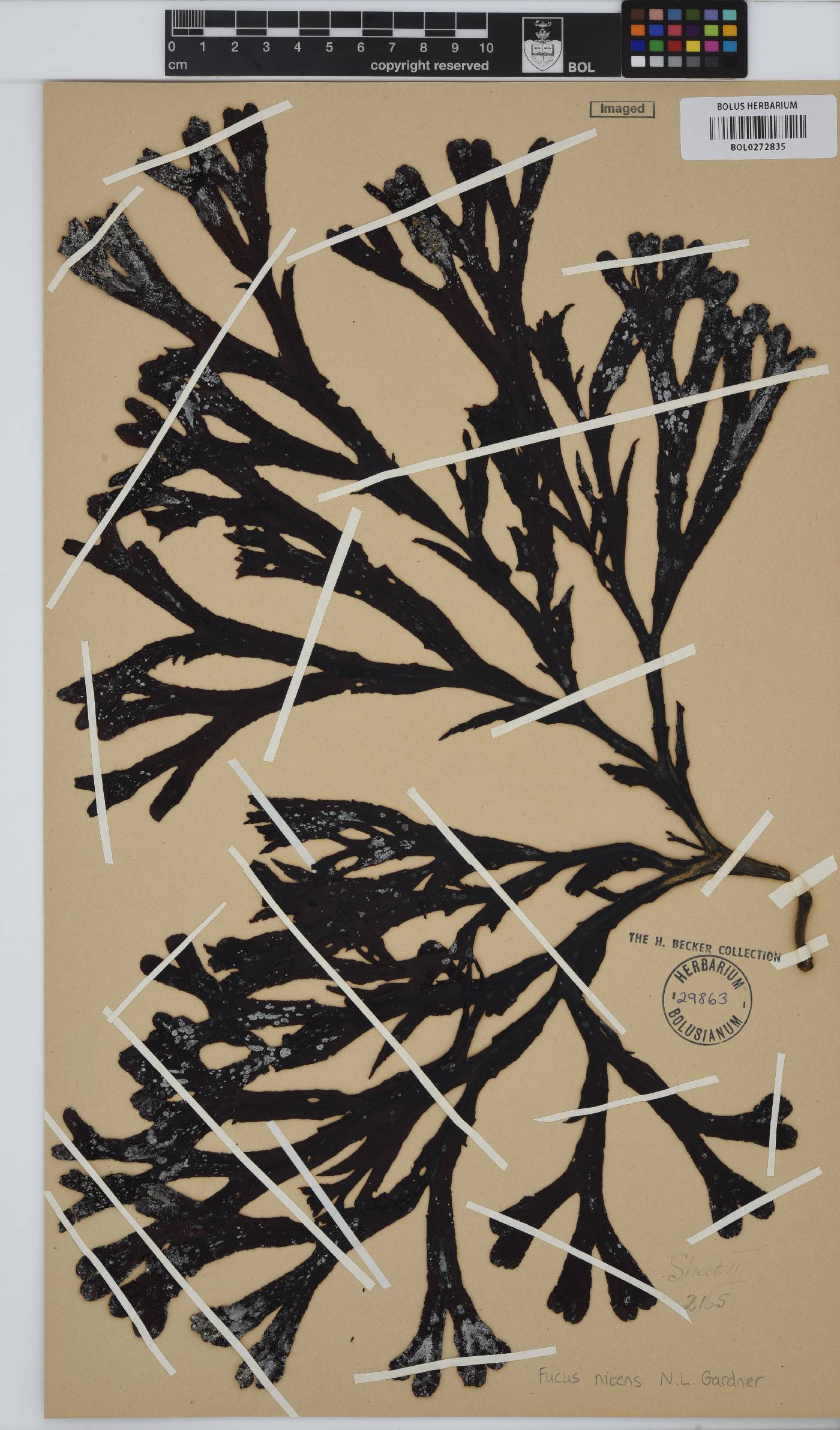 Fucus distichus image