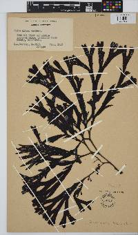 Fucus distichus image