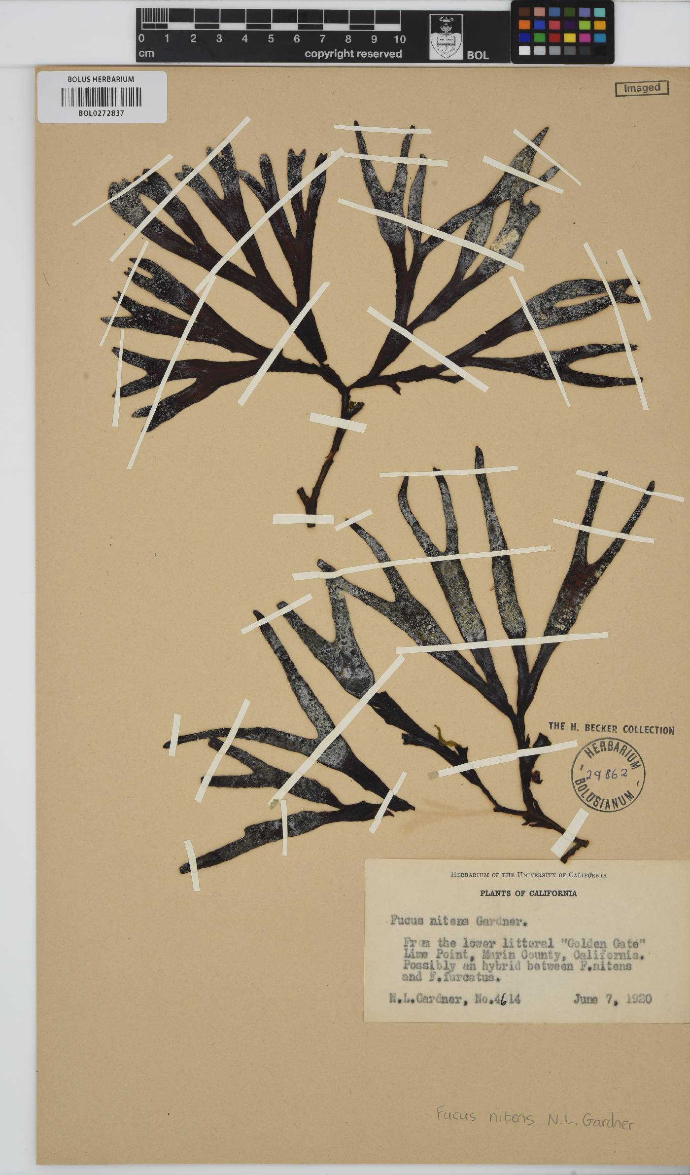 Fucus distichus image