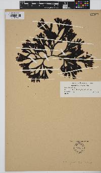 Image of Fucus parksii