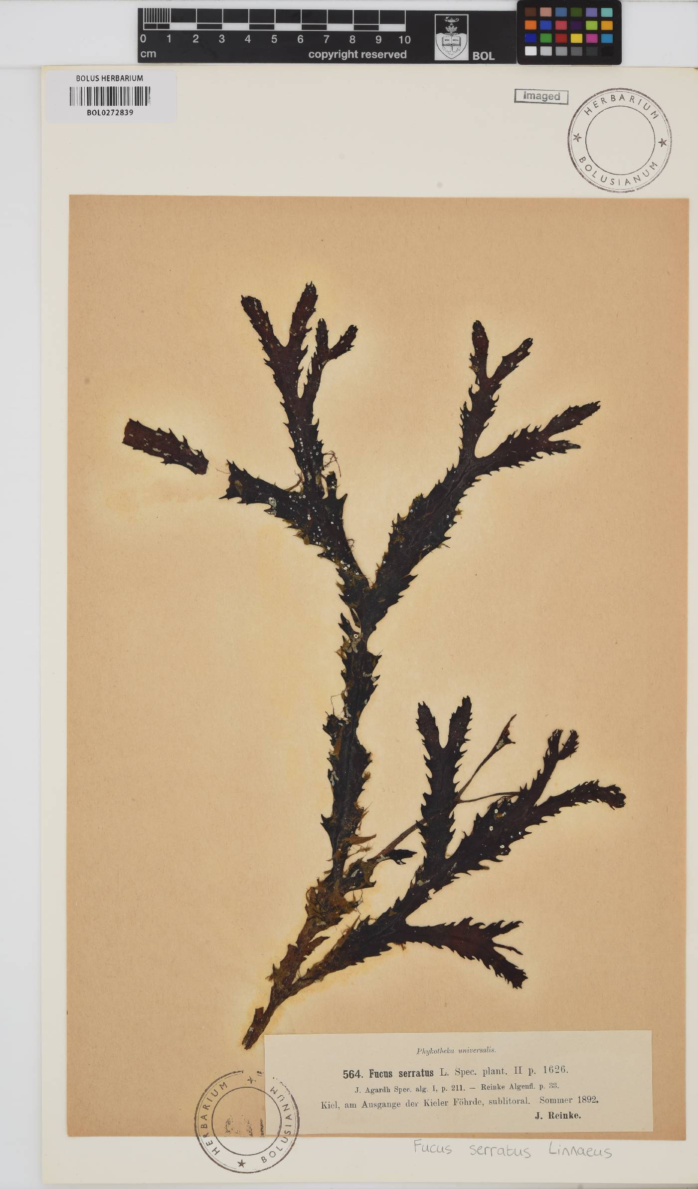 Fucus serratus image
