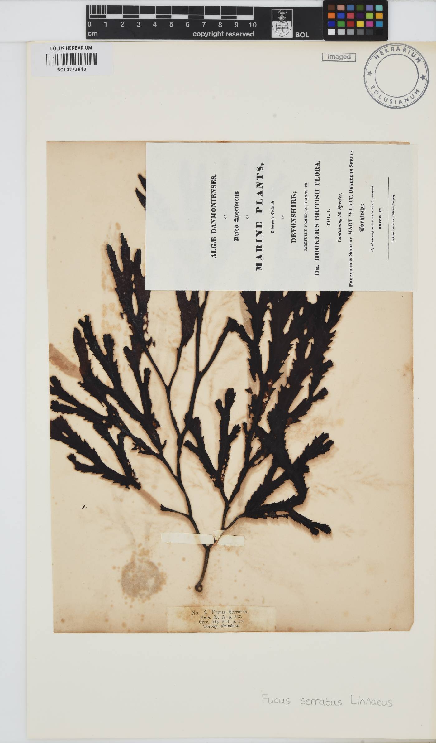 Fucus serratus image