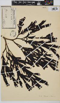 Fucus serratus image