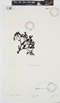 Fucus spiralis image