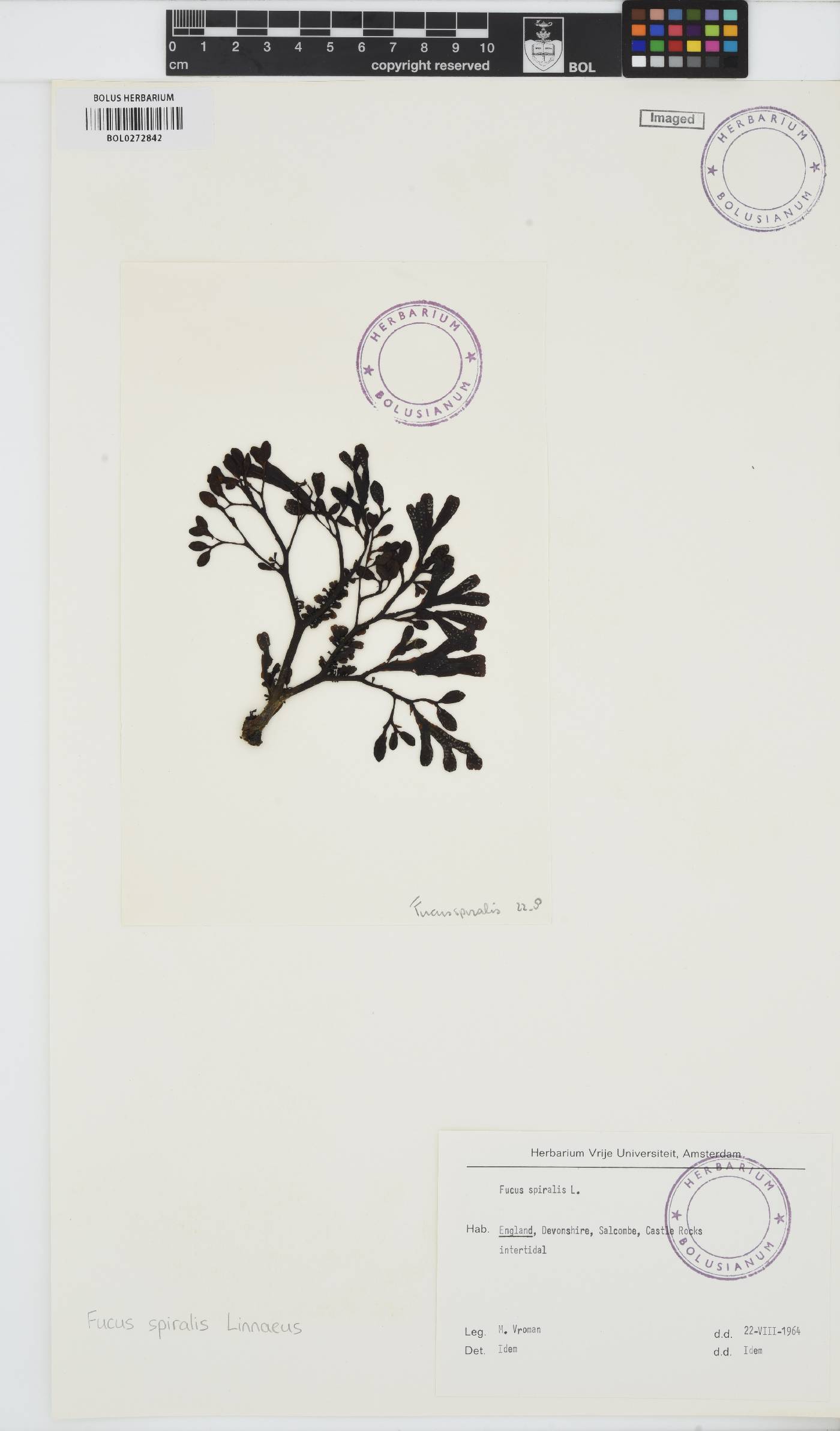 Fucus spiralis image