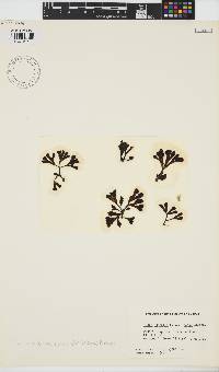 Fucus spiralis image