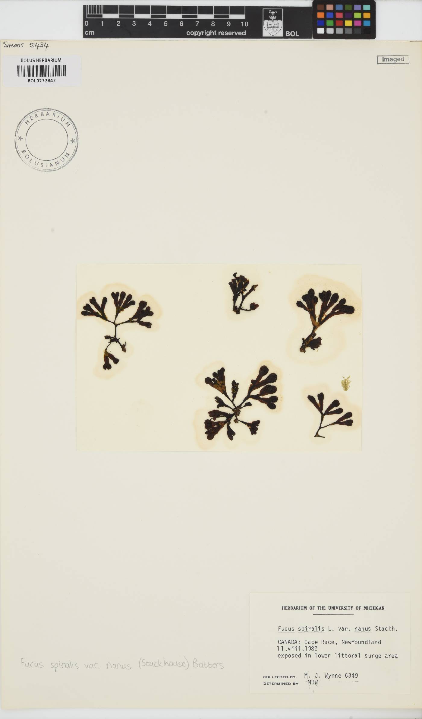 Fucus spiralis image