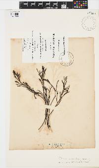 Bifurcaria bifurcata image