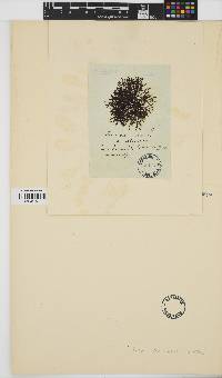 Image of Fucus vesiculosus