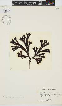 Fucus vesiculosus image