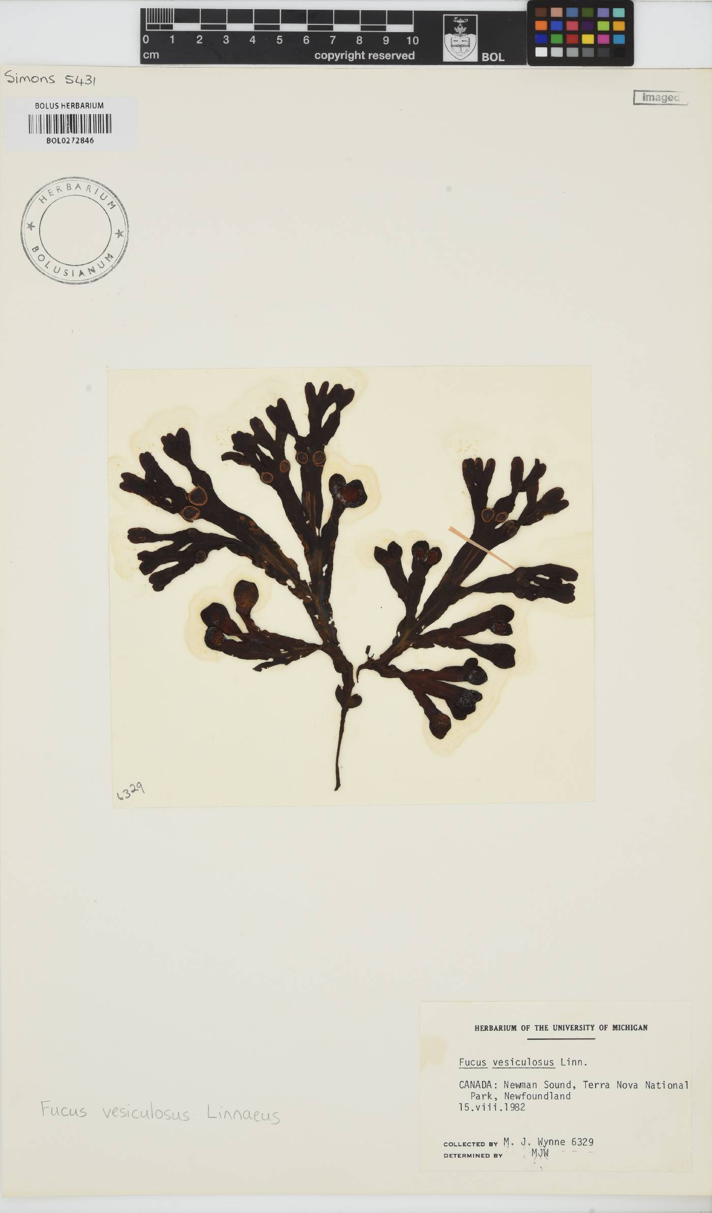 Fucus vesiculosus image
