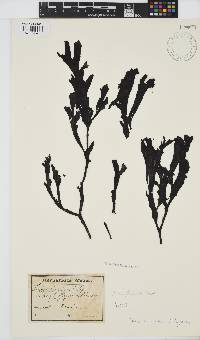 Image of Fucus virsoides