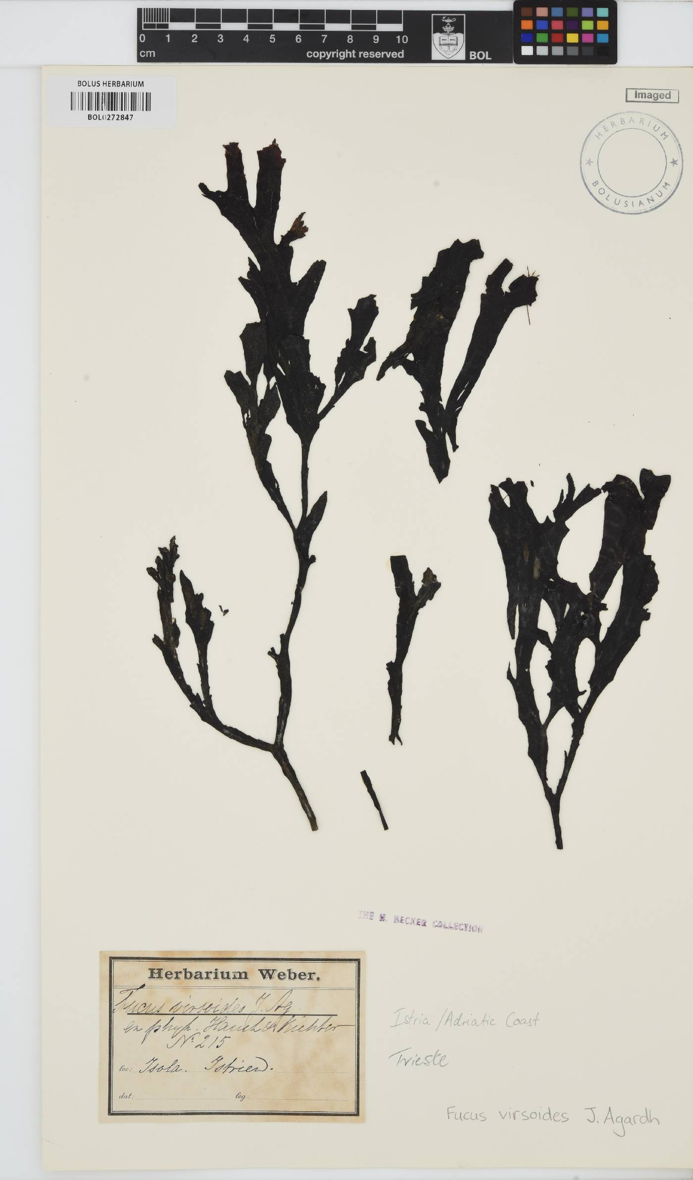 Fucus virsoides image
