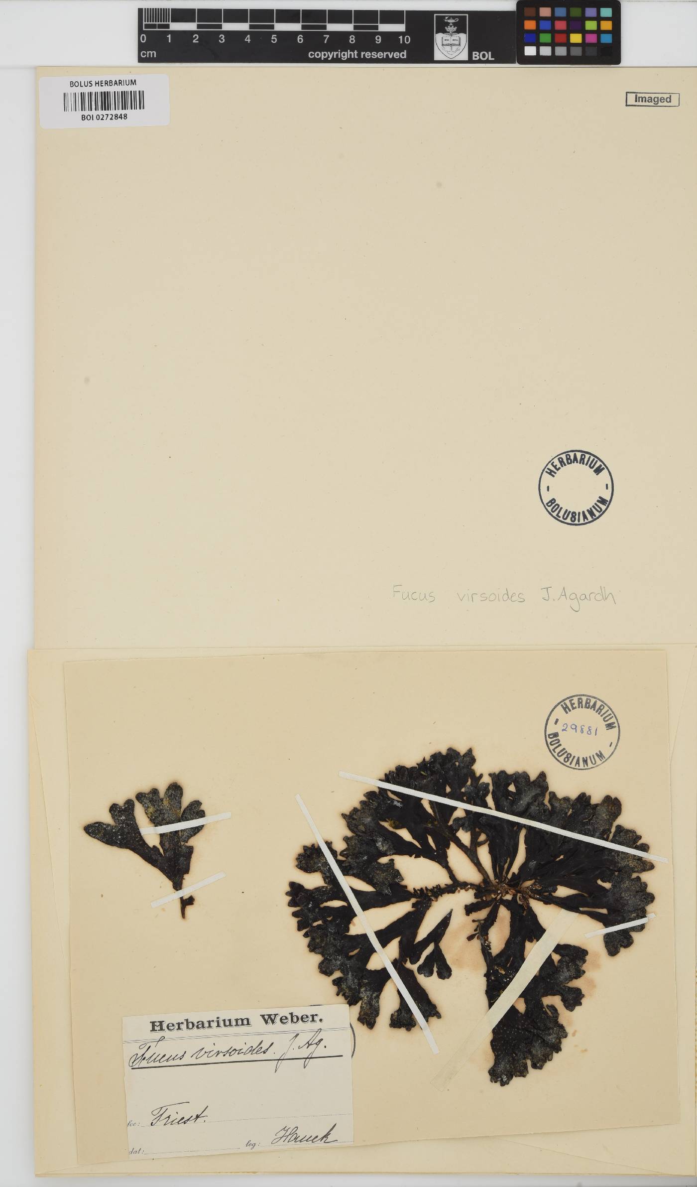 Fucus virsoides image