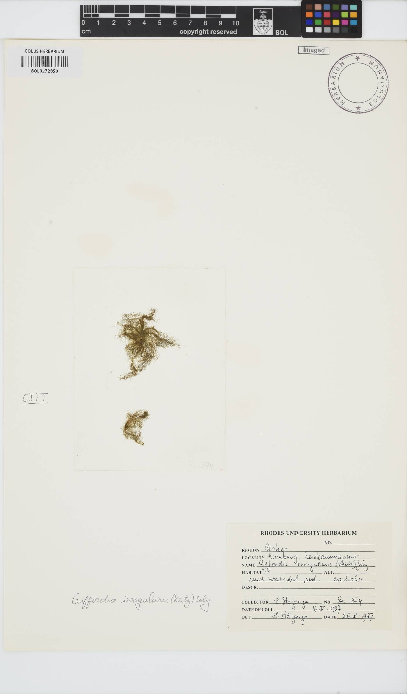 Feldmannia irregularis image
