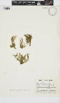 Feldmannia irregularis image