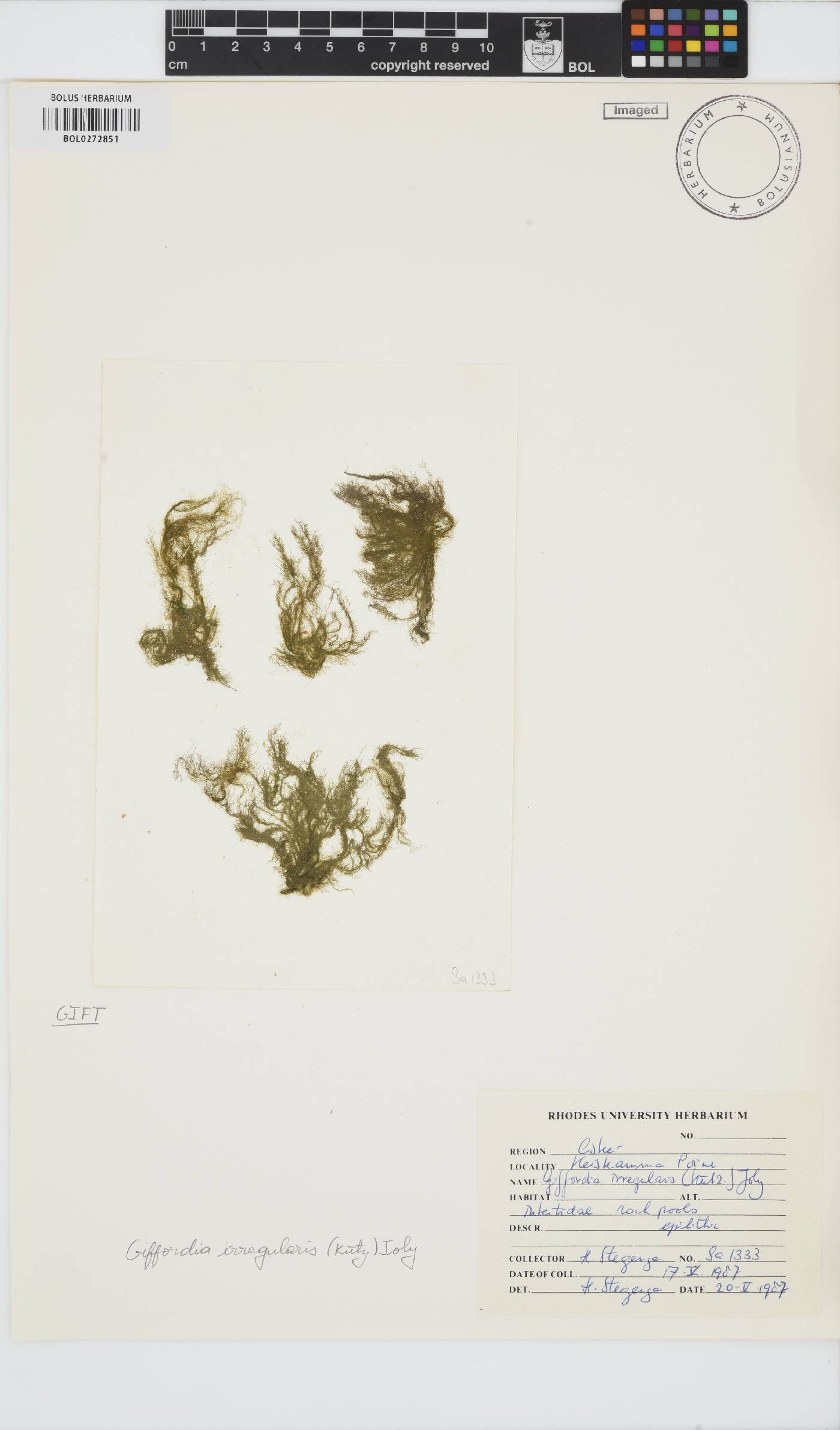 Feldmannia irregularis image