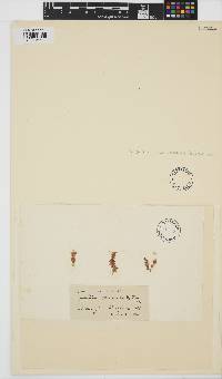 Image of Giraudia sphacelarioides