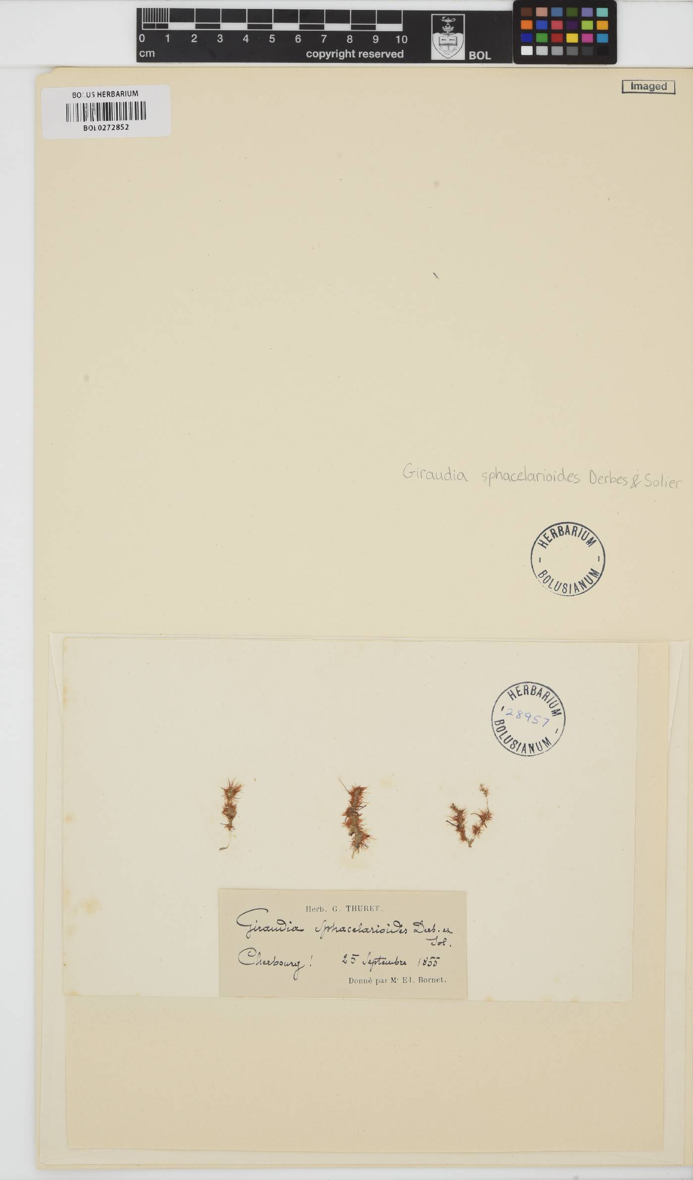 Giraudia sphacelarioides image