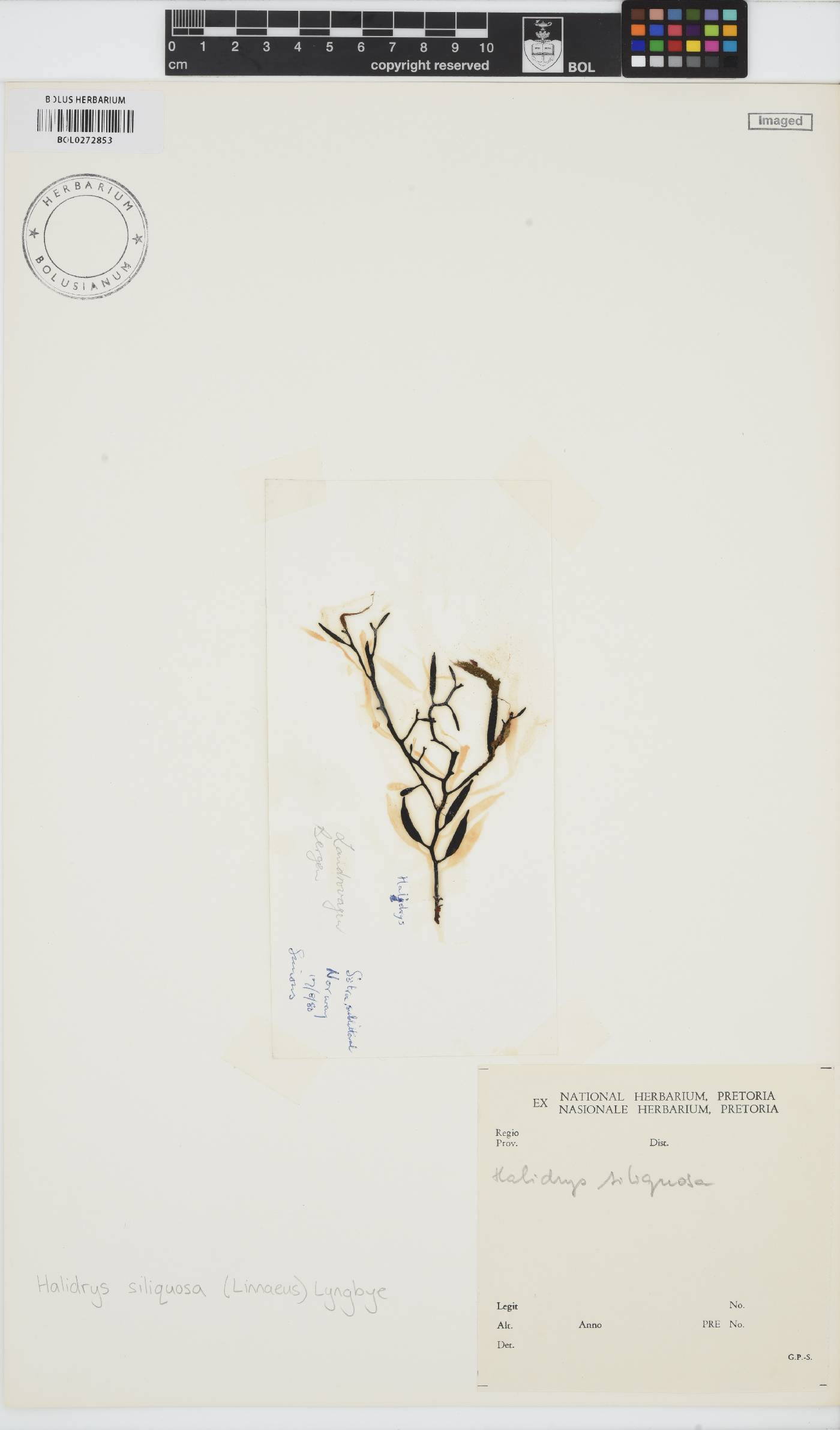 Halidrys siliquosa image