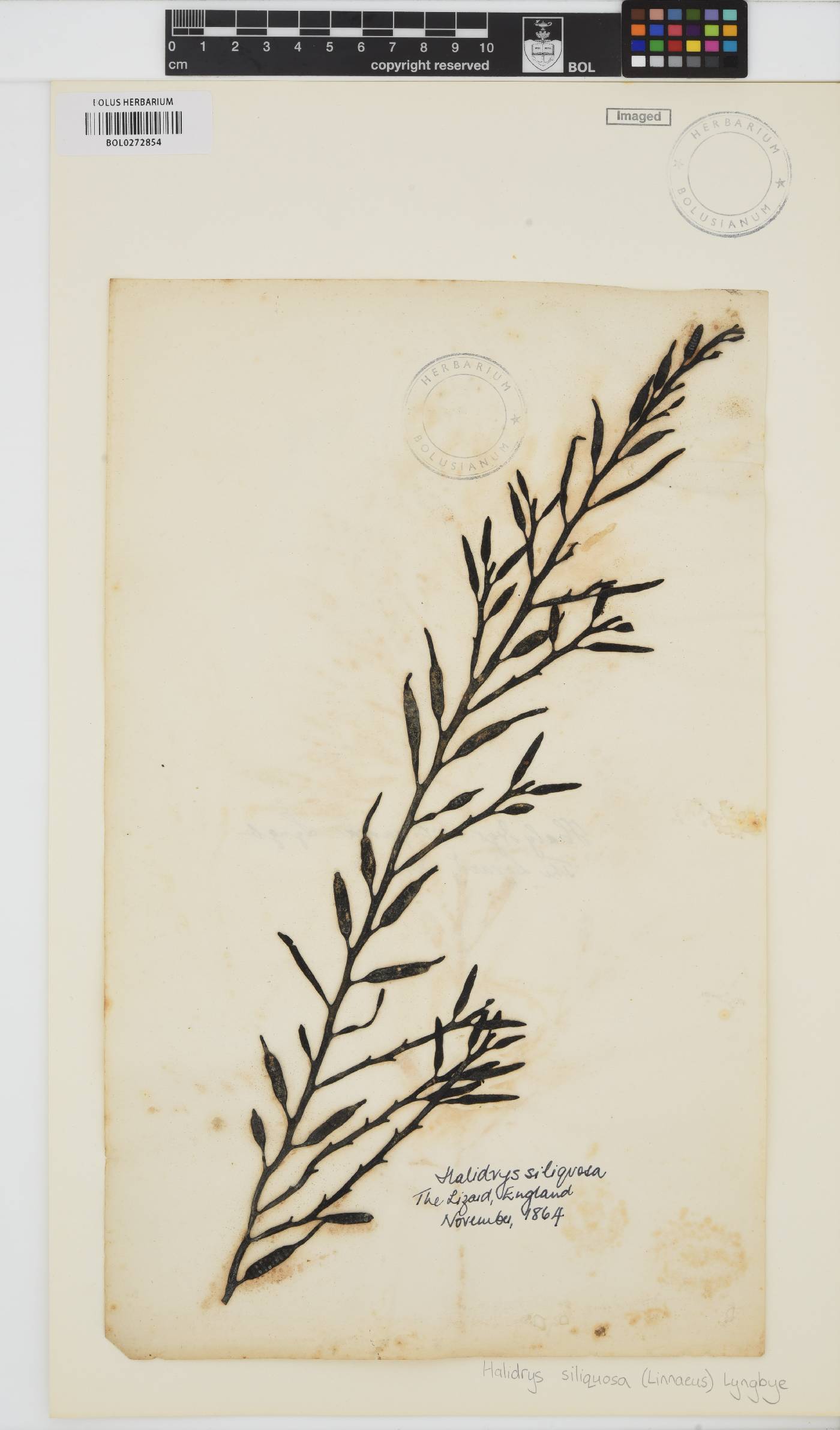 Halidrys siliquosa image
