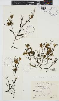 Halidrys siliquosa image