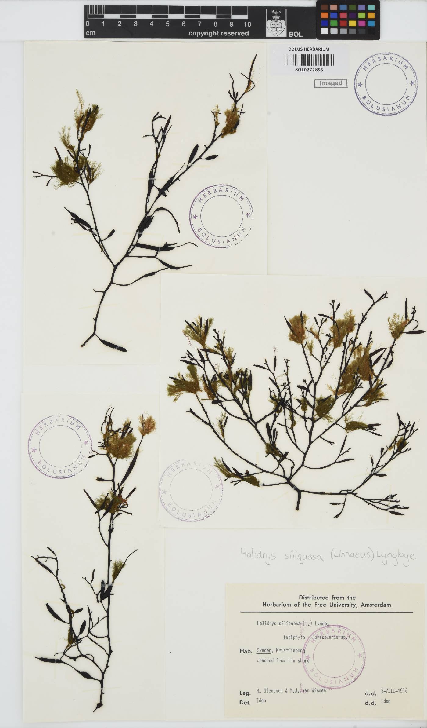 Halidrys image