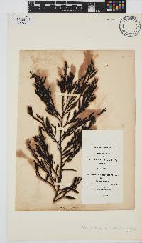 Halidrys siliquosa image