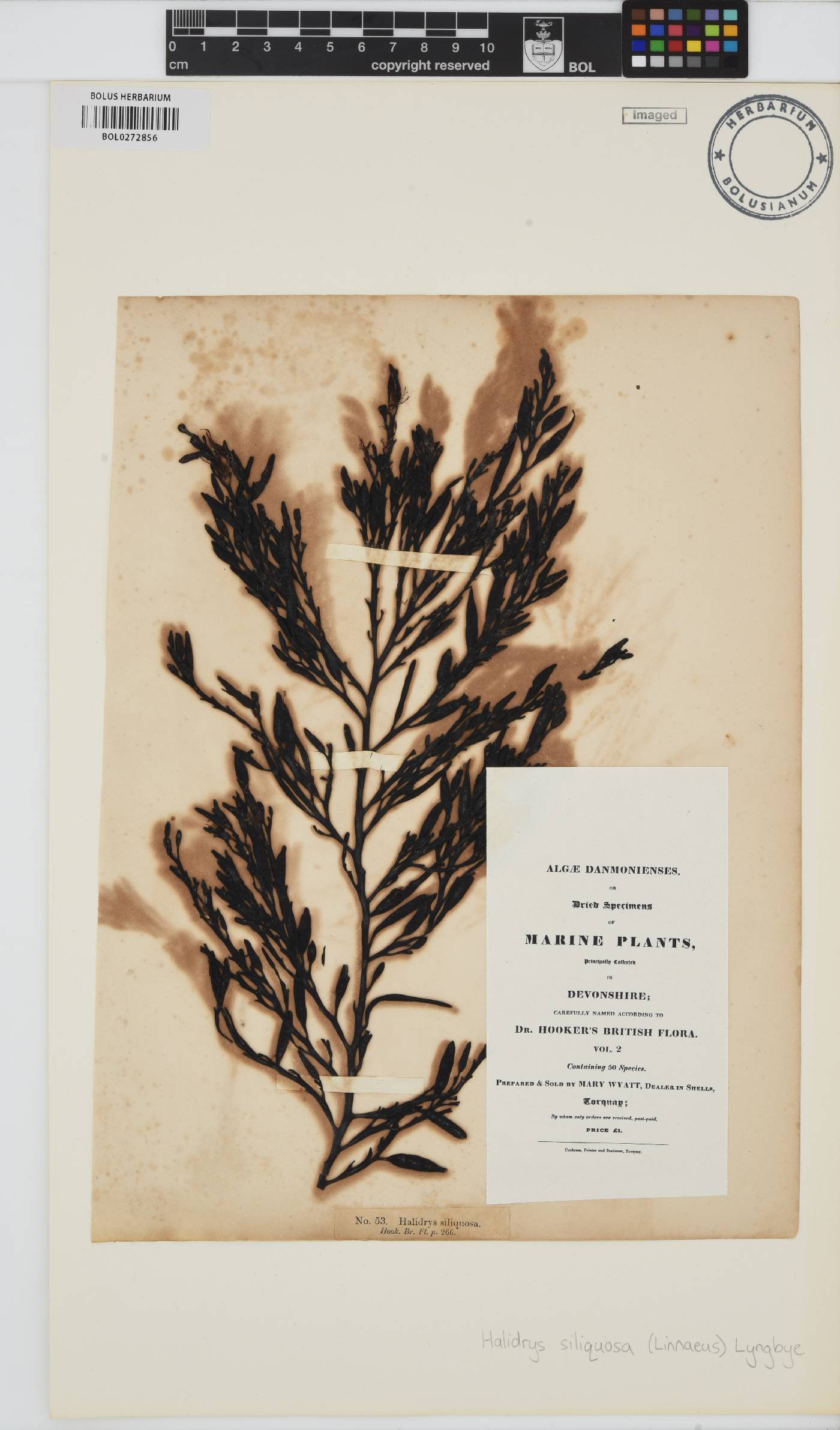 Halidrys image