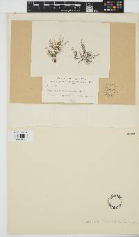 Image of Halopteris pseudospicata