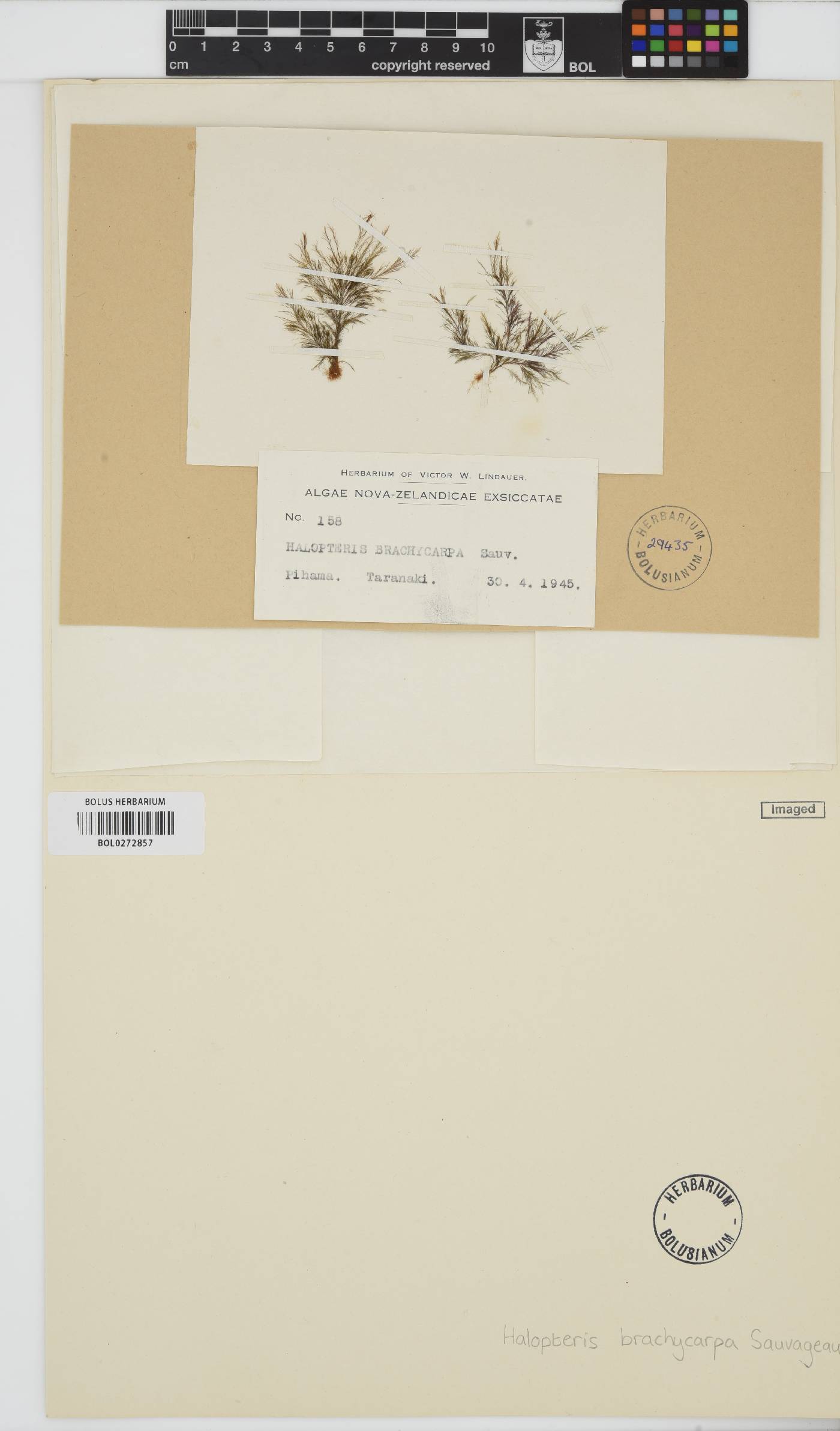 Halopteris pseudospicata image