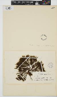 Image of Halopteris congesta