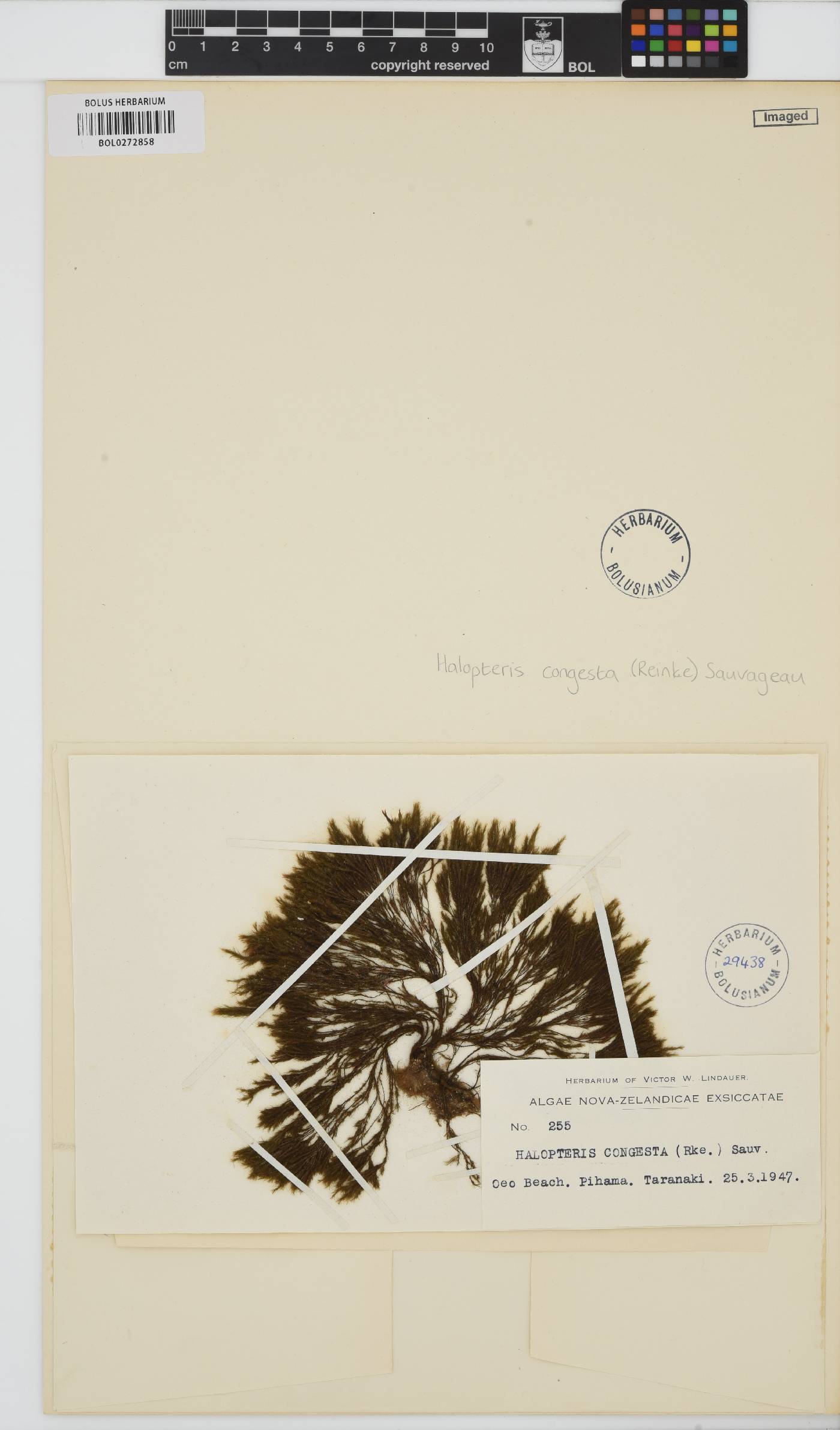 Halopteris congesta image