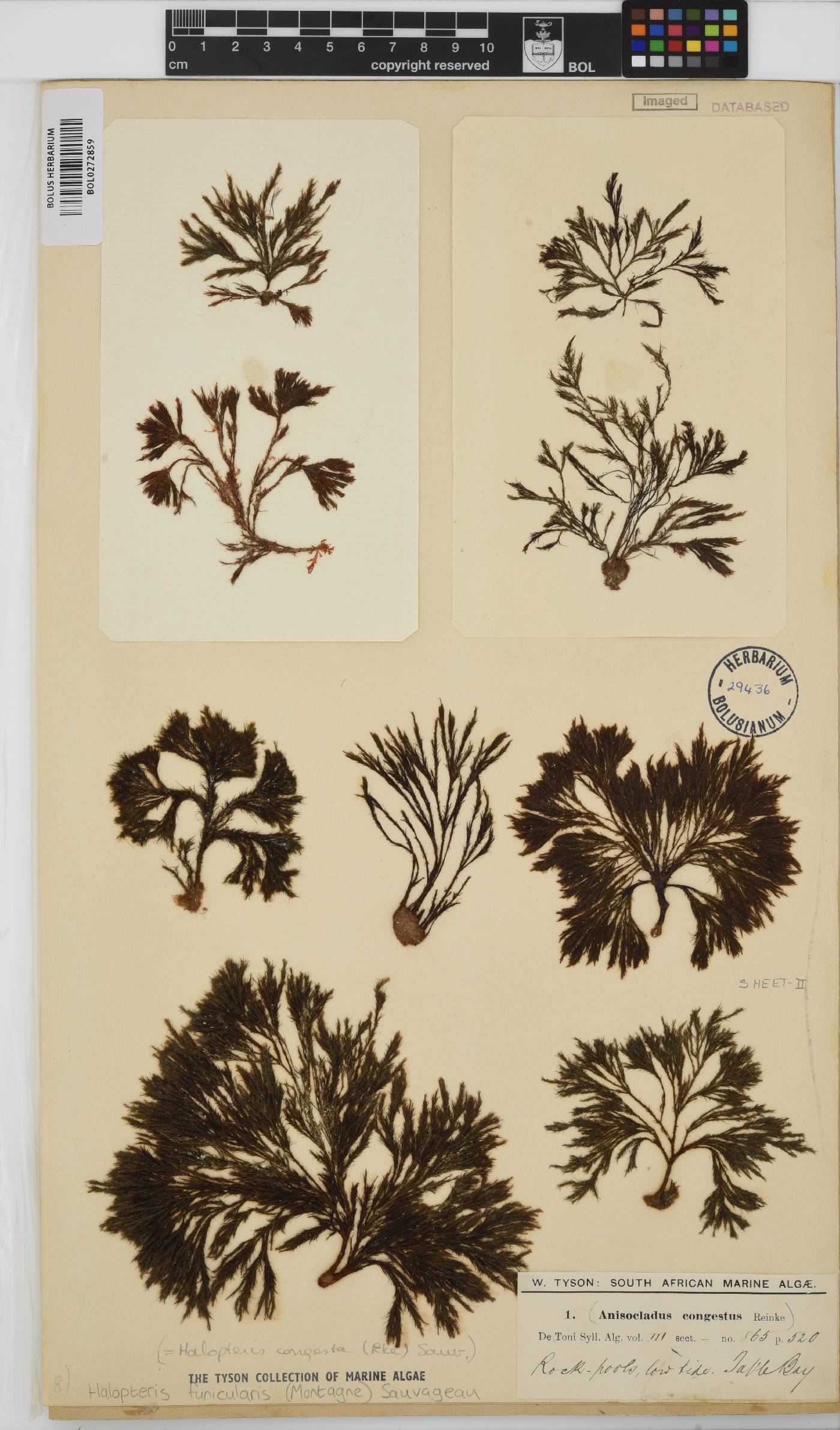 Halopteris funicularis image