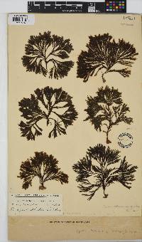 Halopteris funicularis image