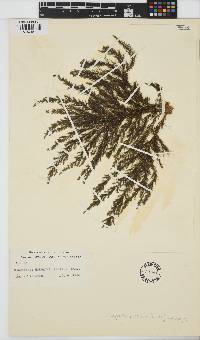 Image of Halopteris hordacea