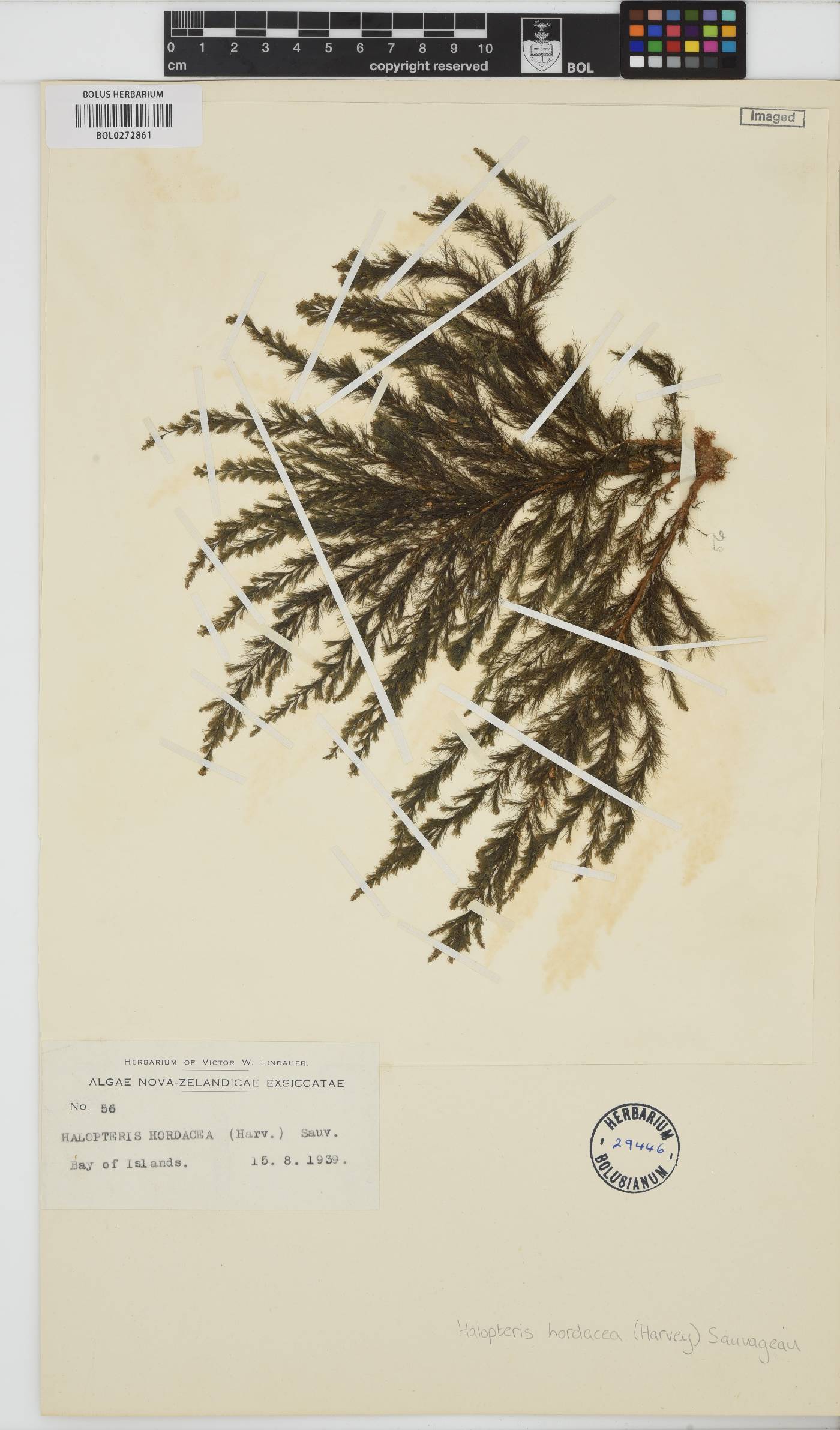 Stypocaulaceae image