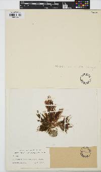 Image of Halopteris novae-zelandiae