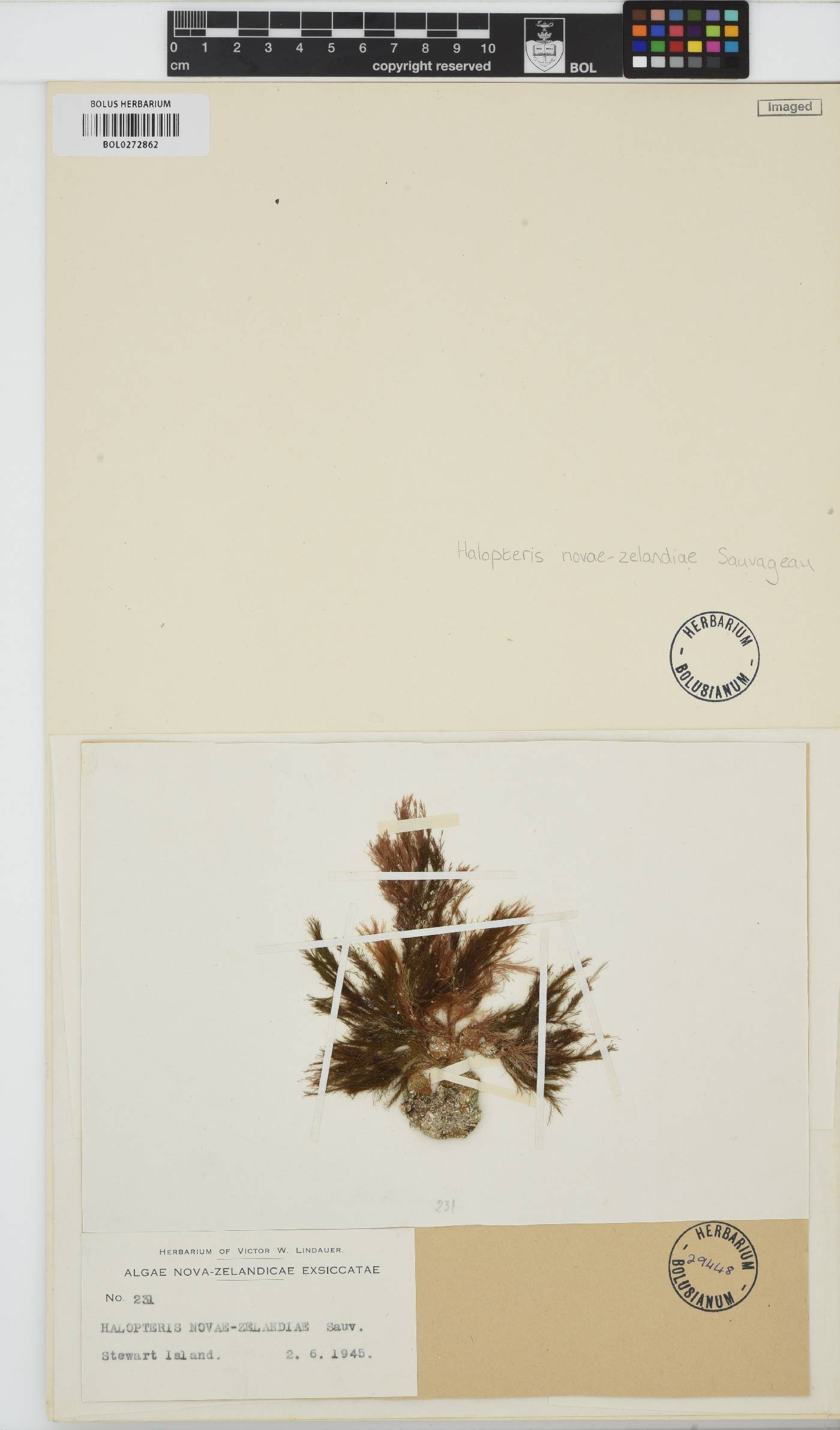 Halopteris novae-zelandiae image
