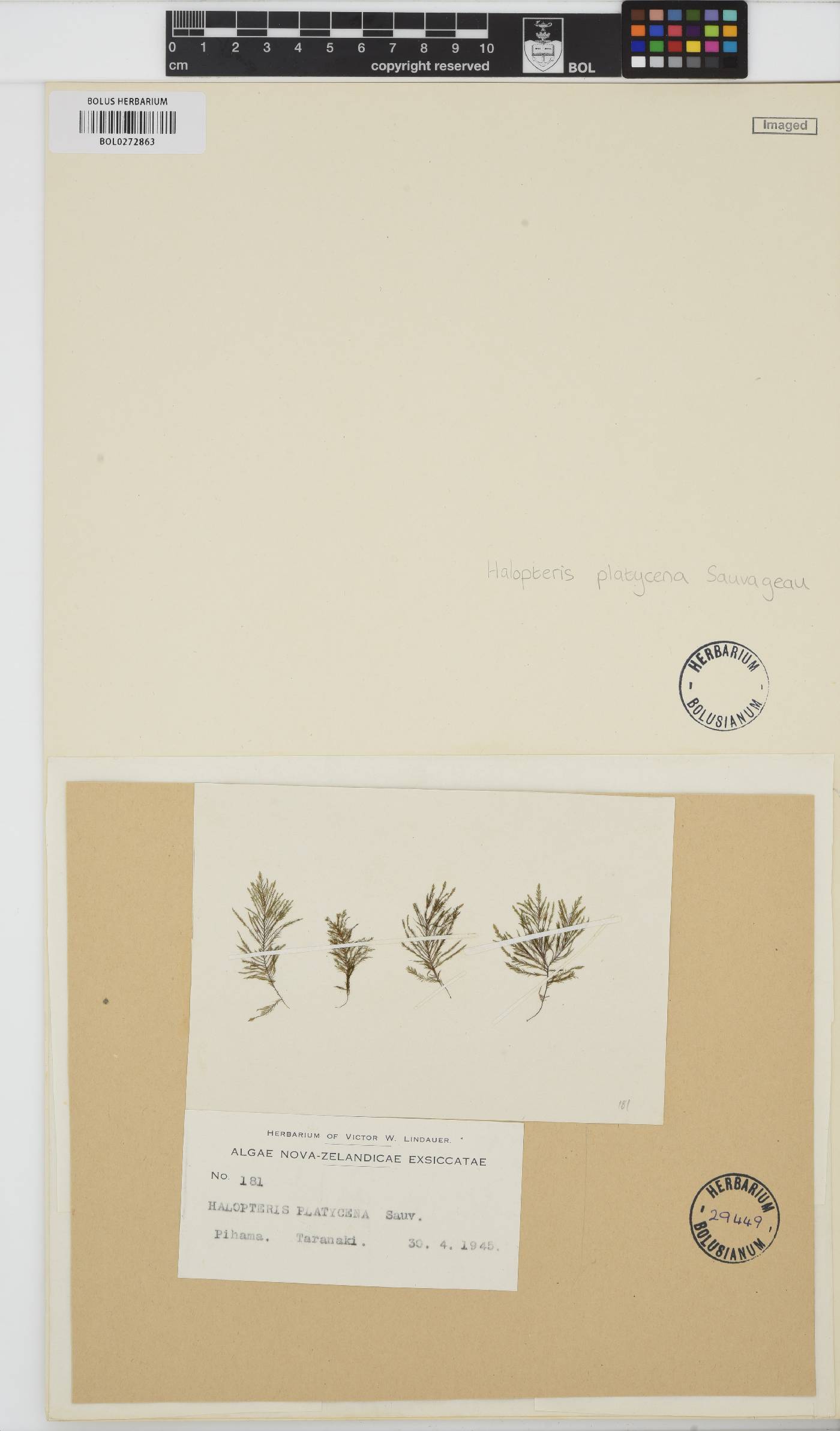 Halopteris platycena image