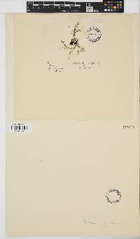 Image of Halorhiza vaga