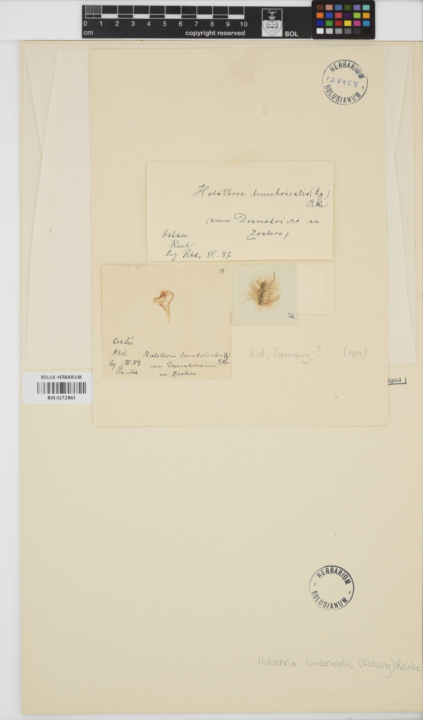 Halothrix lumbricalis image
