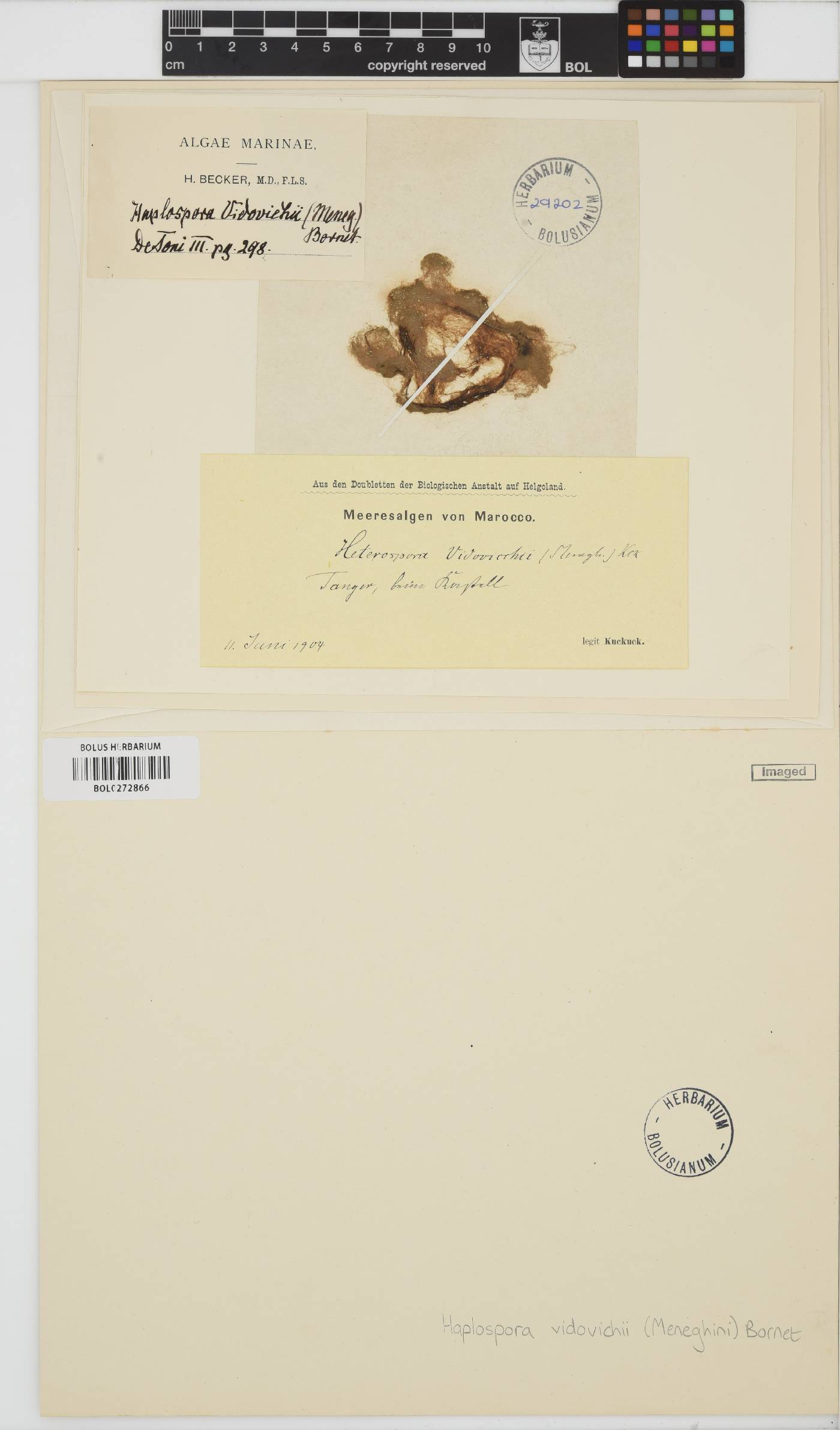 Tilopteridaceae image