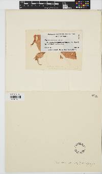 Image of Hecatonema terminale