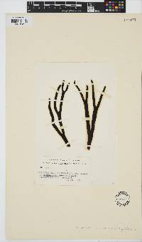 Image of Herponema maculaeforme