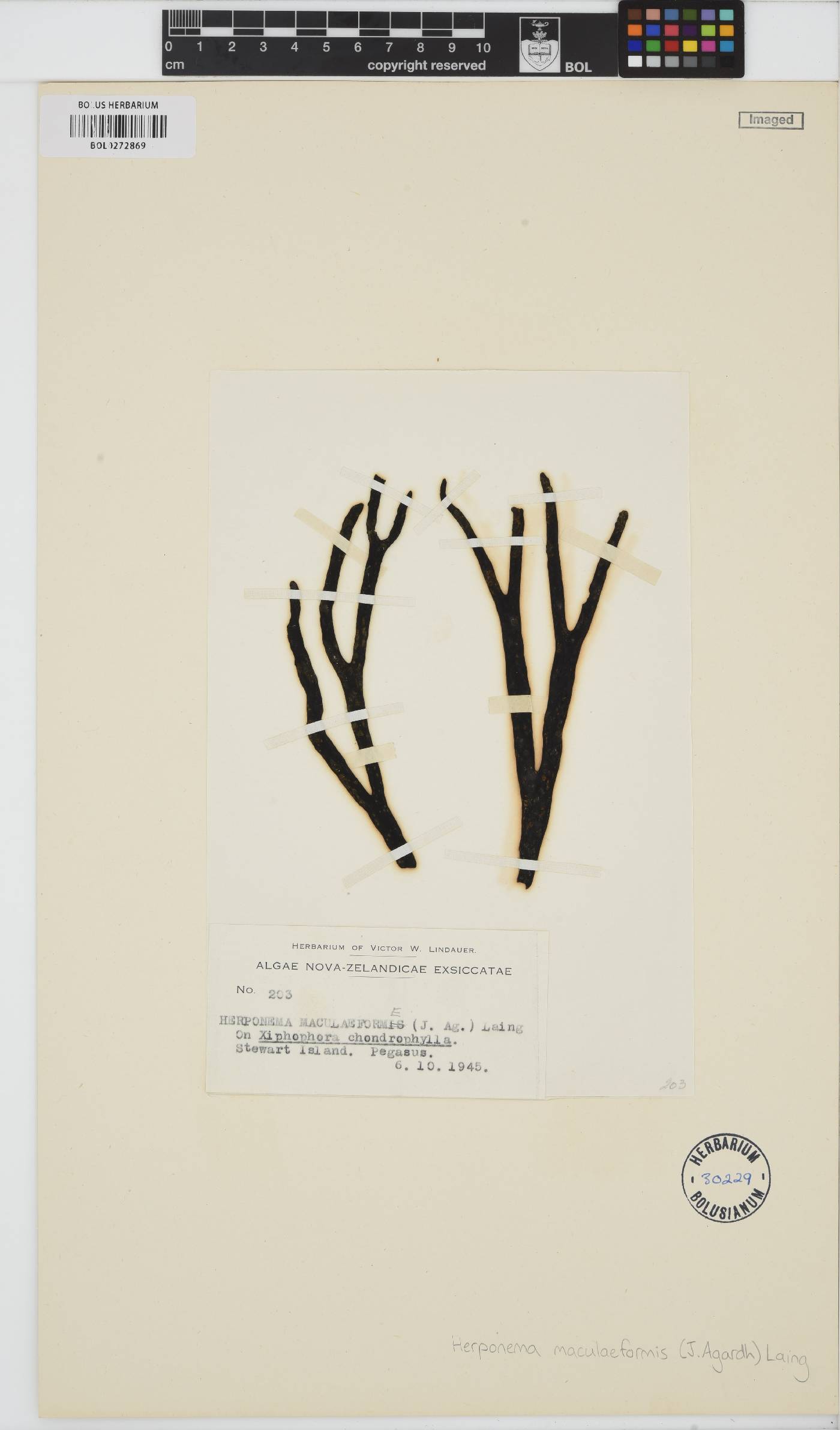 Herponema maculaeforme image