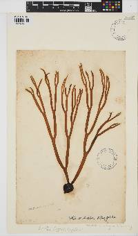Himanthalia elongata image